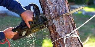 How Our Tree Care Process Works  in  Shiloh, PA